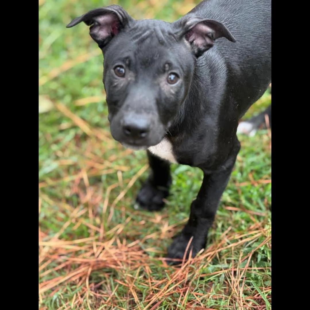 Cub Cadet, a Adoptable mixed breed in Midlothian, VA image 2/6
