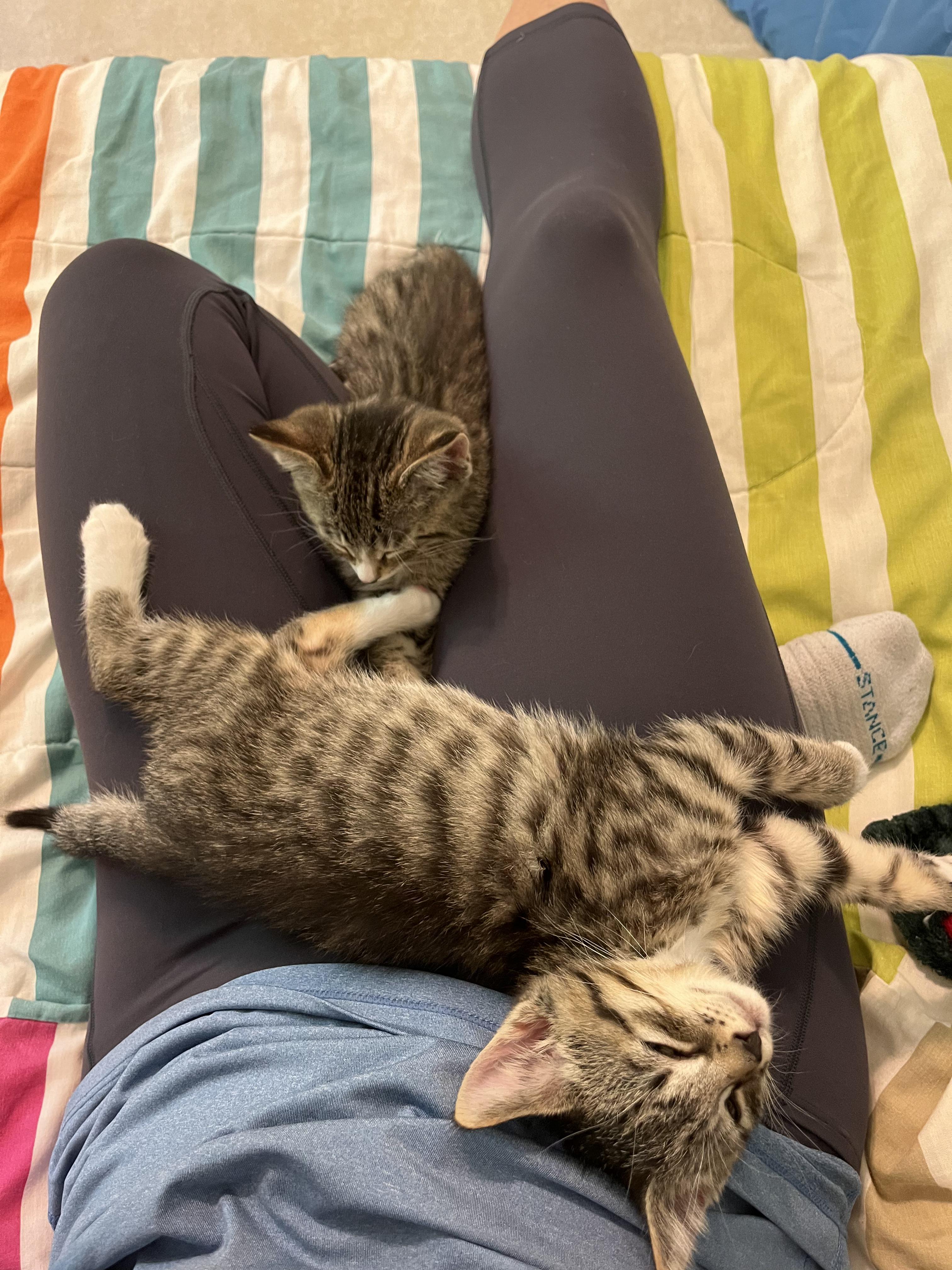 Enlarge Gilligan & Lovie, a Adoptable Domestic Short Hair in Neenah, WI image 5/5