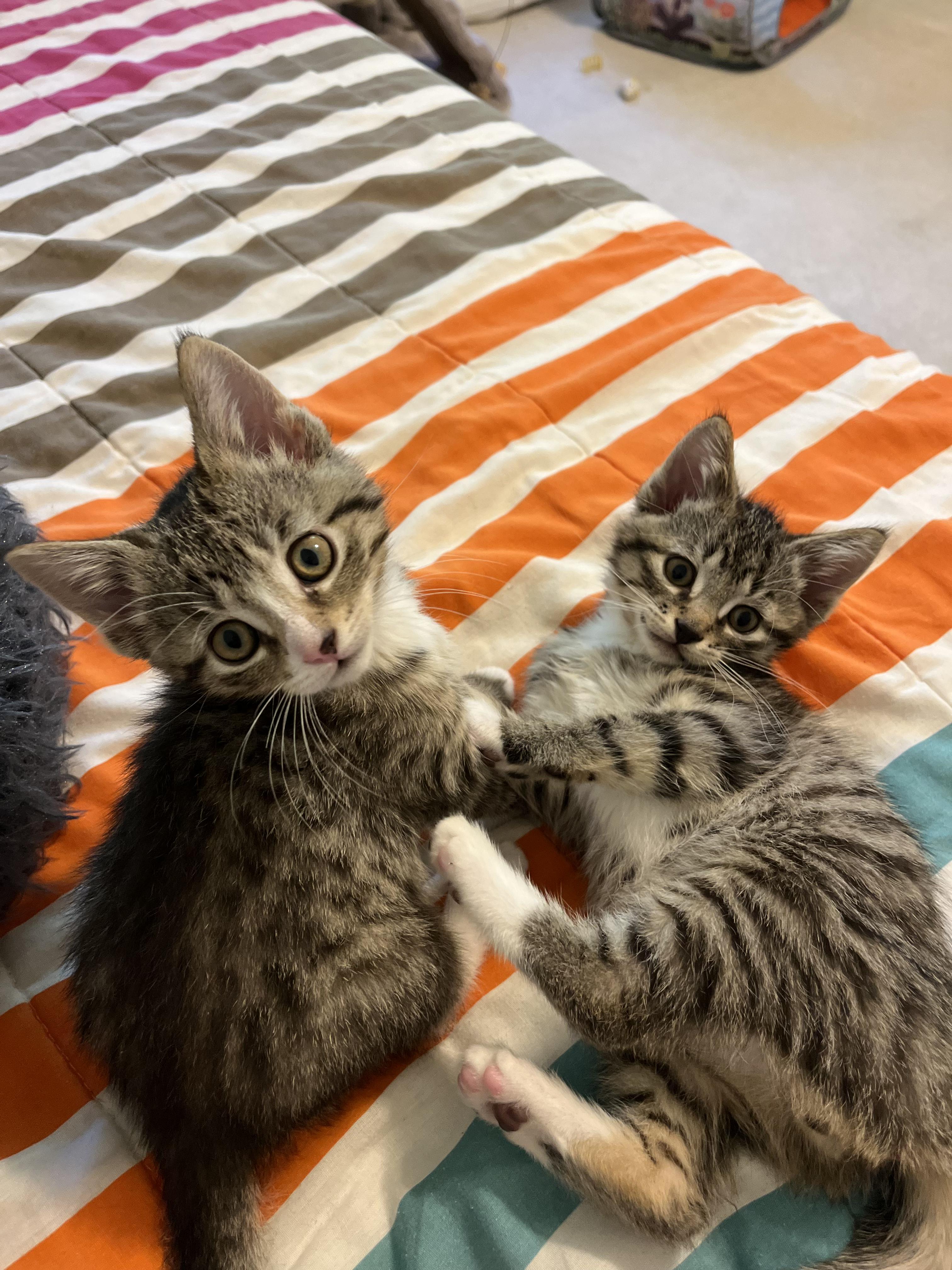 Gilligan & Lovie, Adoptable, Kitten Male Domestic Short Hair.