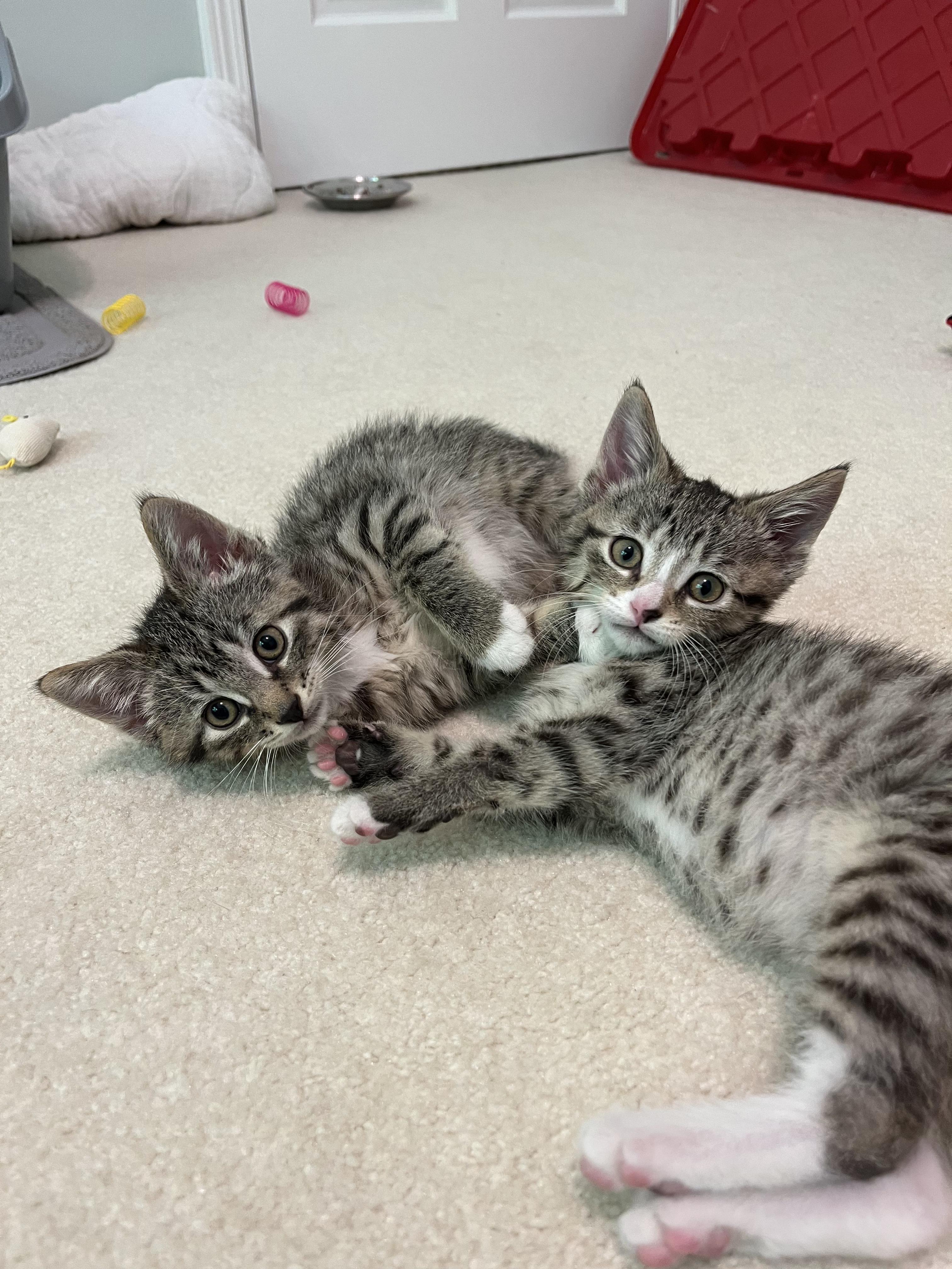 Enlarge Gilligan & Lovie, a Adoptable Domestic Short Hair in Neenah, WI image 2/5