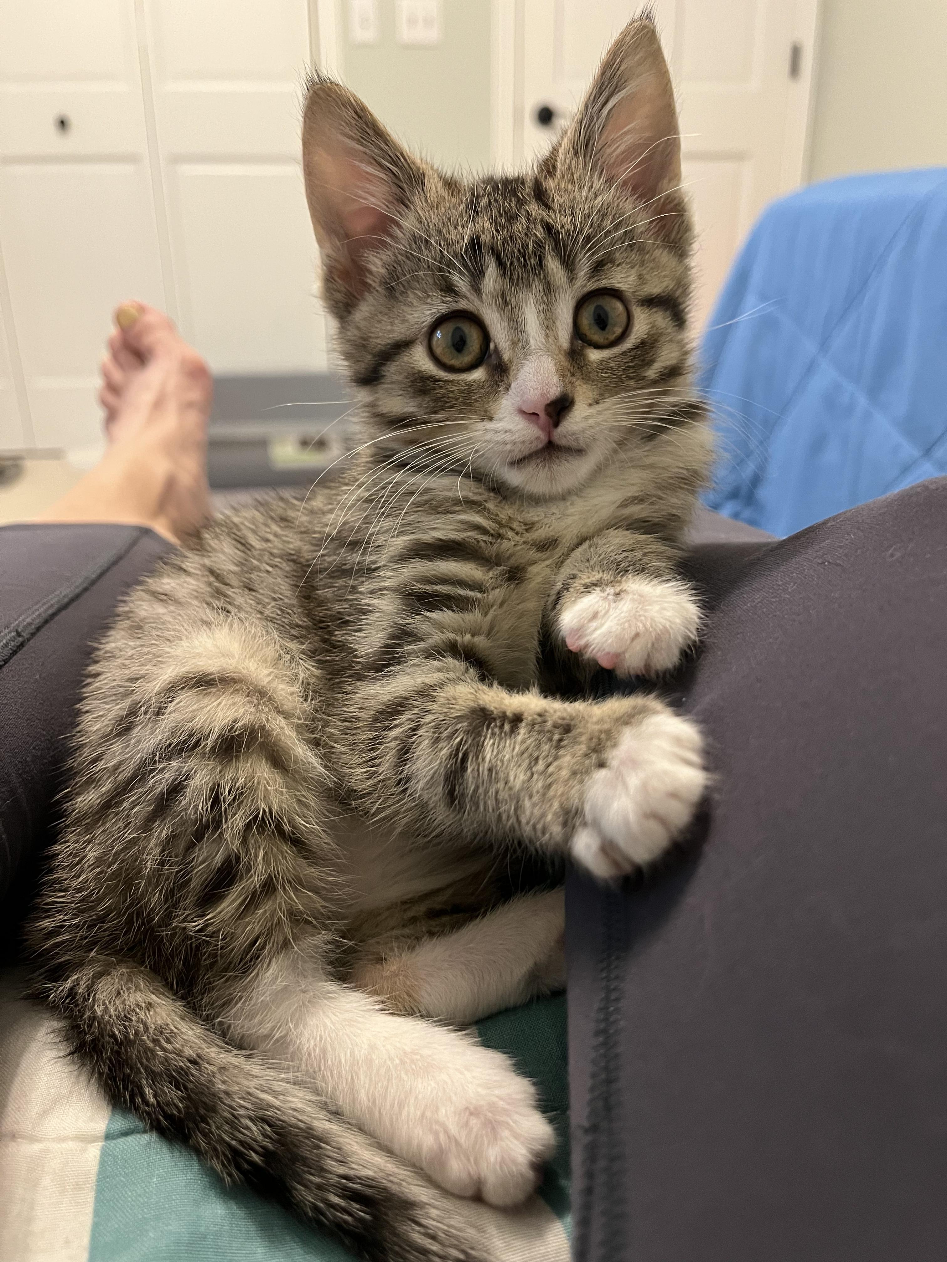 Enlarge Gilligan & Lovie, a Adoptable Domestic Short Hair in Neenah, WI image 4/5