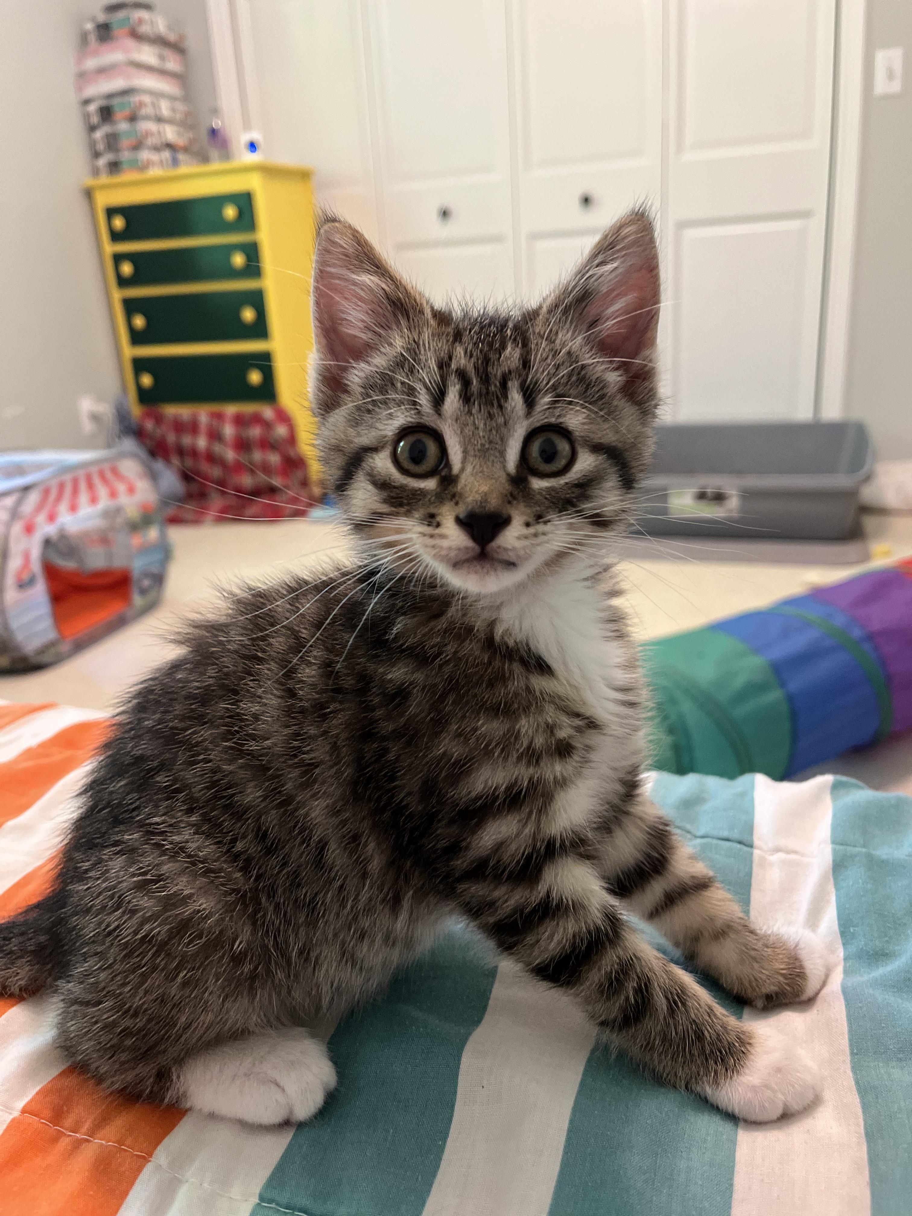 Enlarge Gilligan & Lovie, a Adoptable Domestic Short Hair in Neenah, WI image 3/5