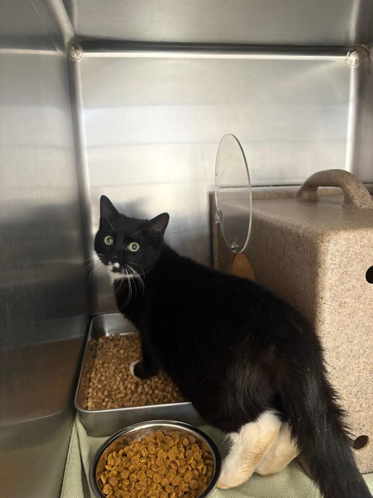 Sylvester, Adoptable, Young Male Domestic Short Hair.