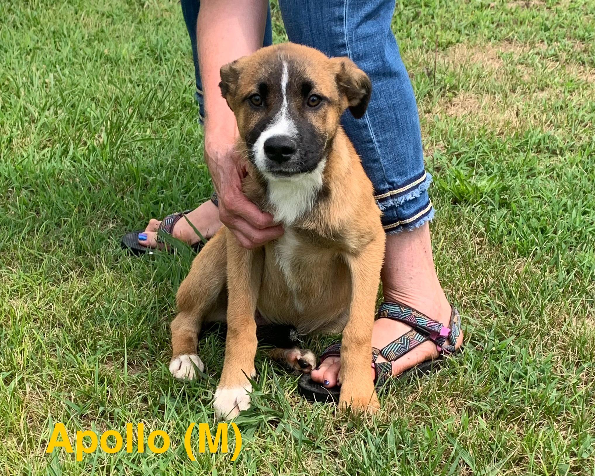 Enlarge Apollo, a ADOPTABLE mixed breed in Chattanooga, TN image 1/1