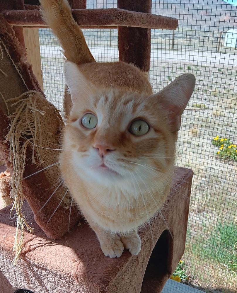 Tigger, Adoptable, Adult Male Domestic Short Hair.