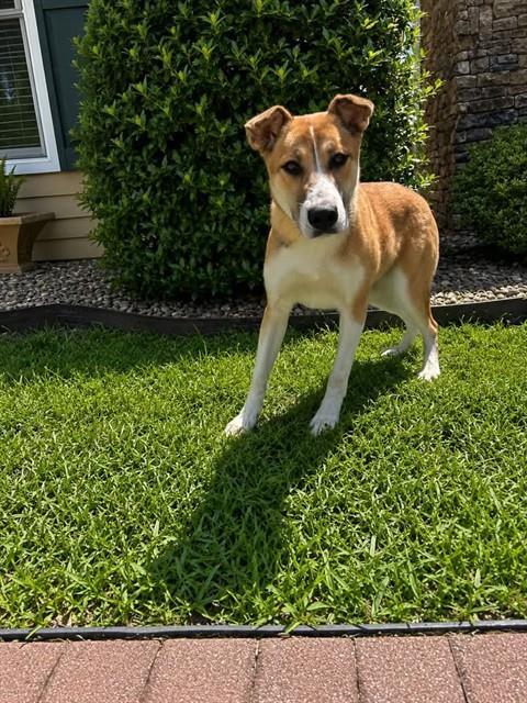 DEJA, Adoptable, Young Female Collie & Mixed Breed.