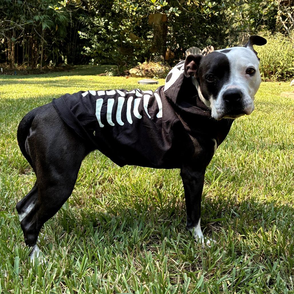Kayla, a Adoptable Pit Bull Terrier in Melrose, FL image 1/5
