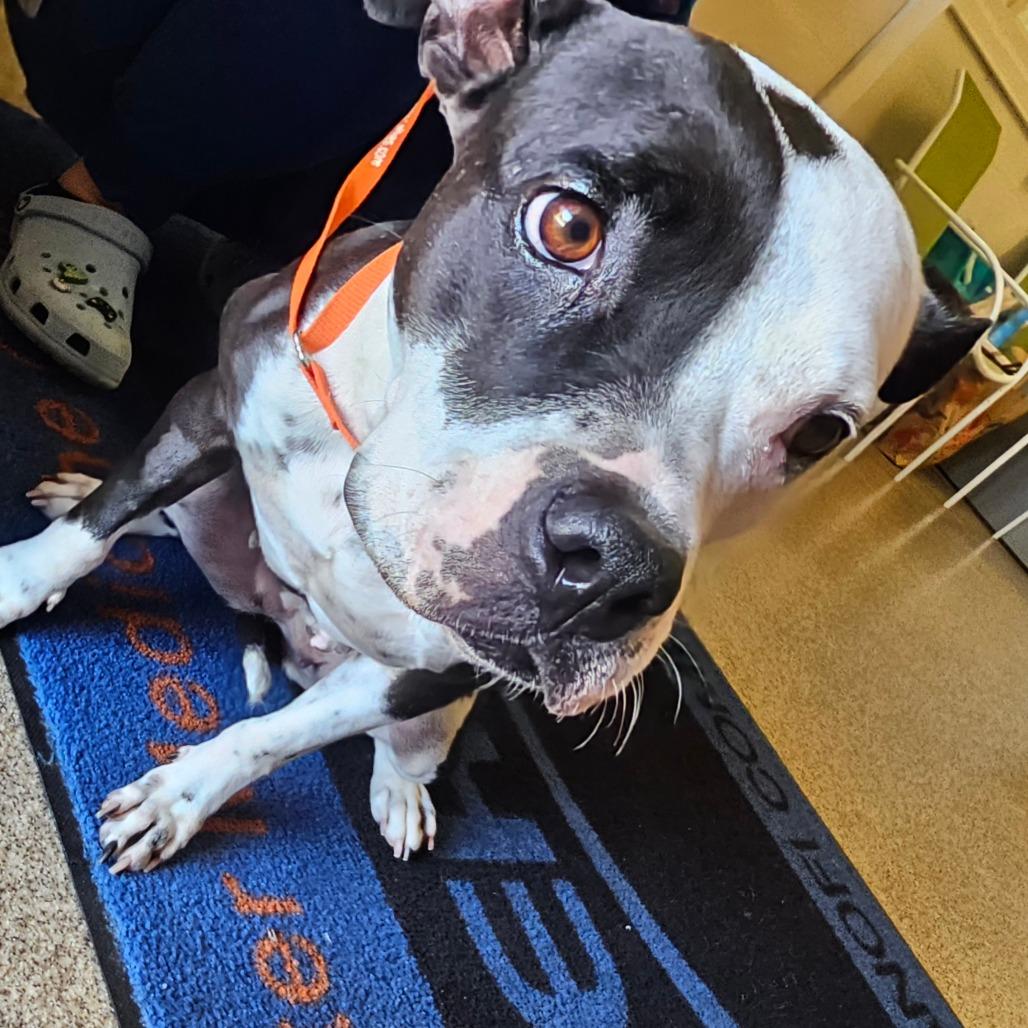 Kayla, a Adoptable Pit Bull Terrier in Melrose, FL image 2/5