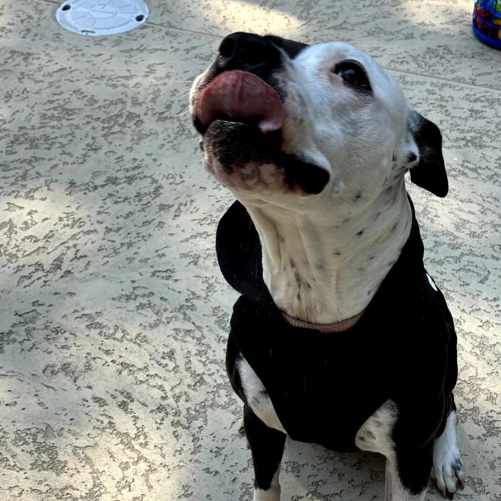 Kayla, a Adoptable Pit Bull Terrier in Melrose, FL image 3/5