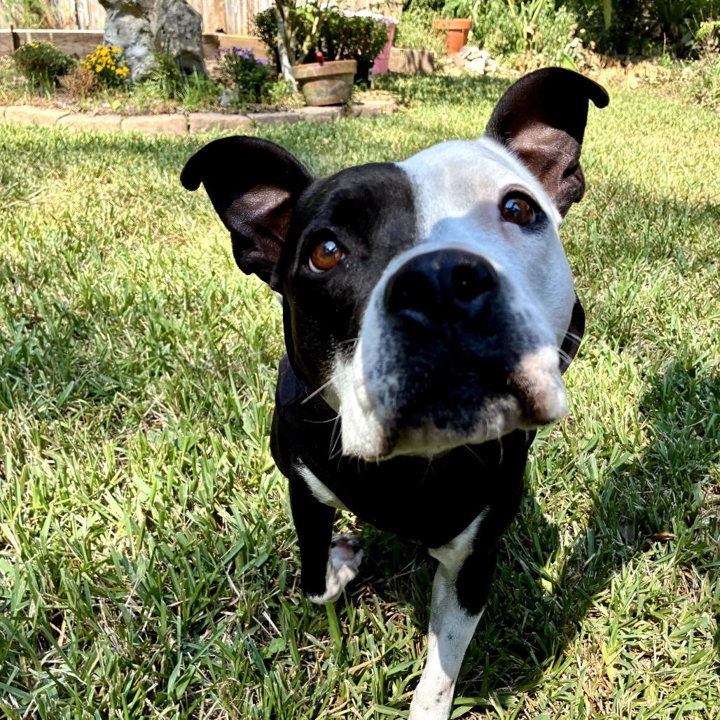 Kayla, a Adoptable Pit Bull Terrier in Melrose, FL image 4/5