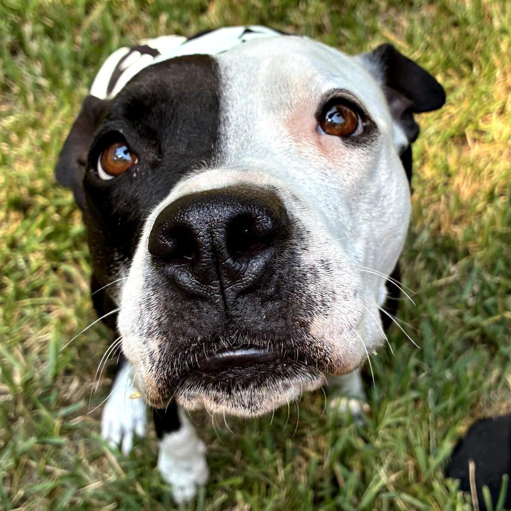 Kayla, a Adoptable Pit Bull Terrier in Melrose, FL image 5/5