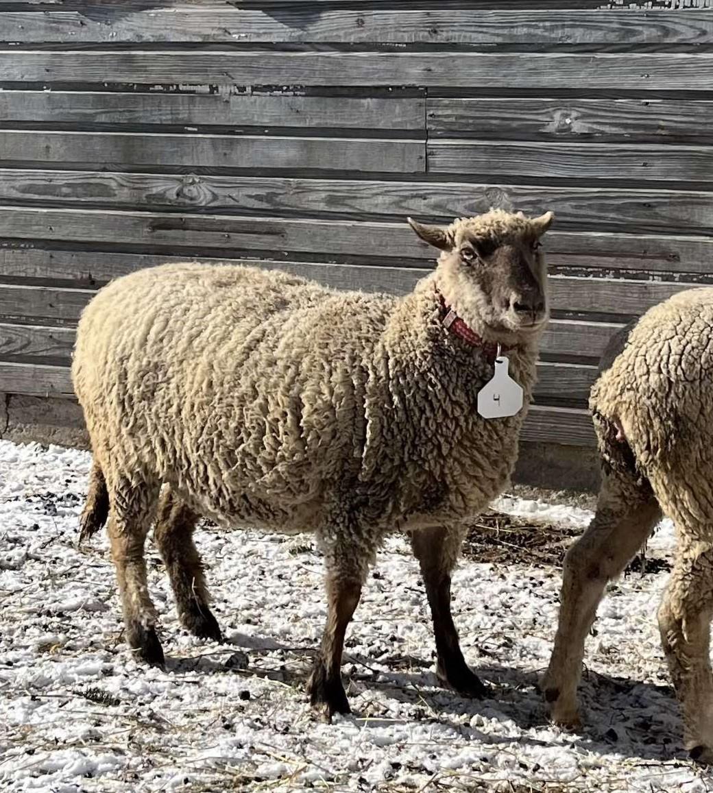 Agnes, Adoptable, Adult Female Sheep.