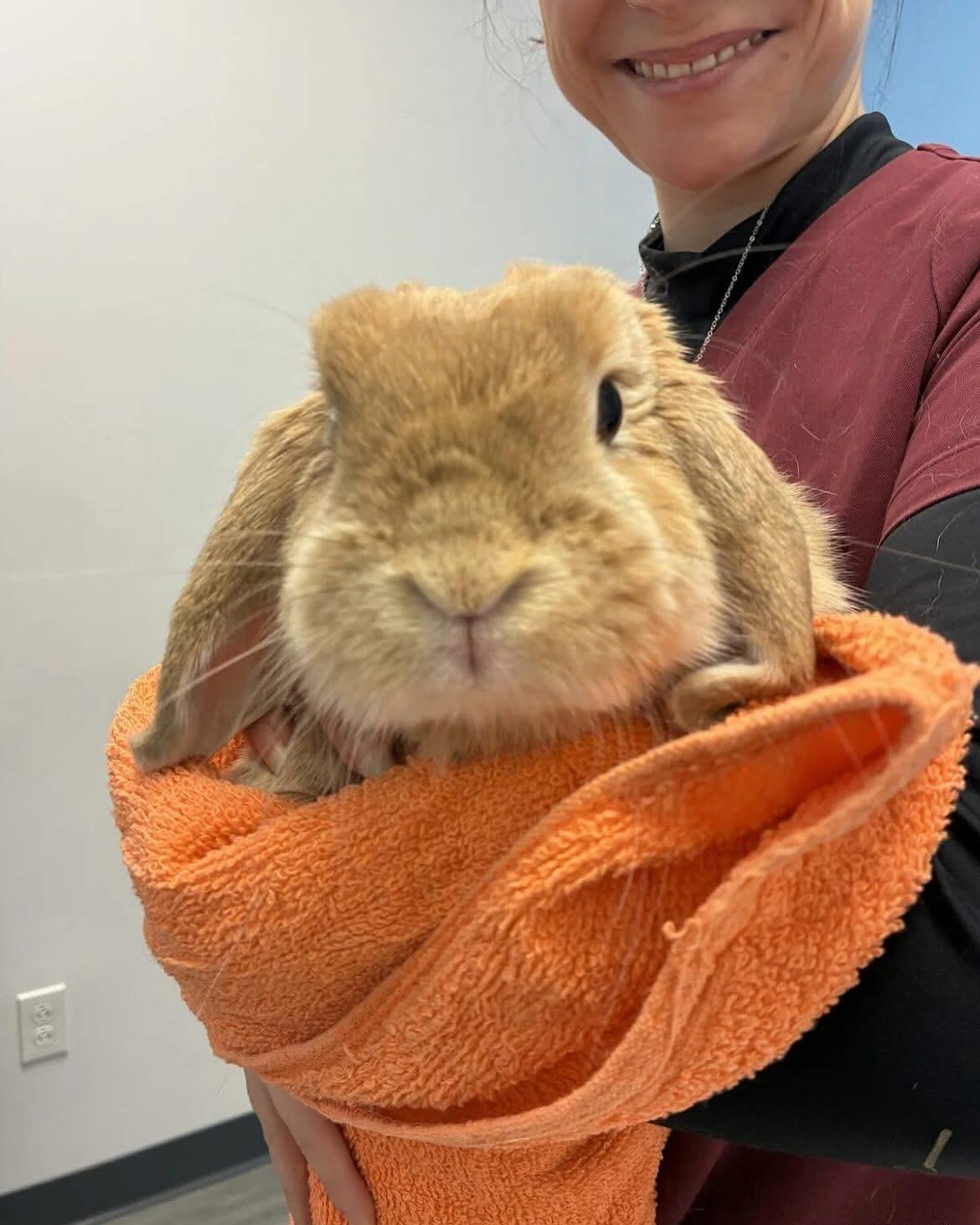 Henri, an adopted Lop Eared in Westbrook, ME image 2/3