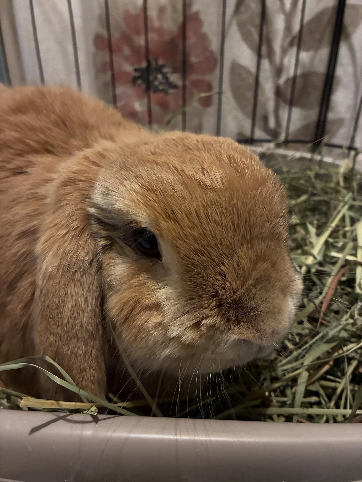 Henri, an adopted Lop Eared in Westbrook, ME image 1/3