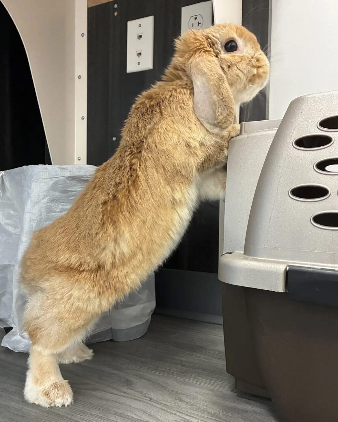 Henri, an adopted Lop Eared in Westbrook, ME image 3/3