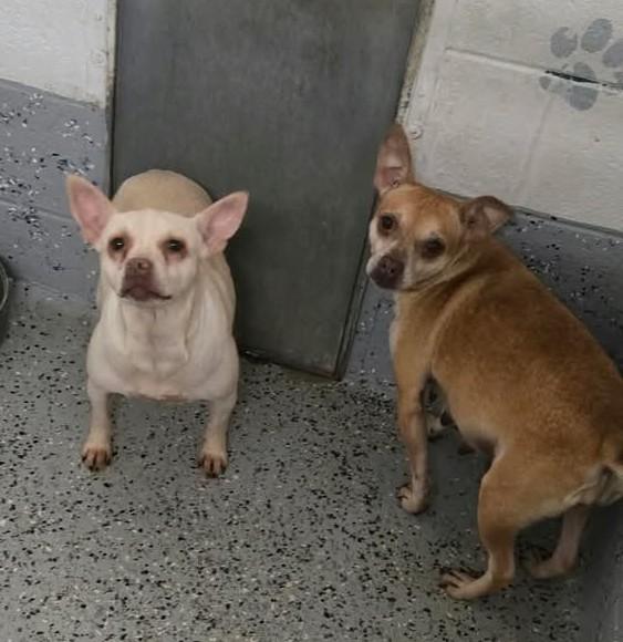 TRIXIE AND STITCH, Adoptable, Adult Female Pug & Chihuahua.