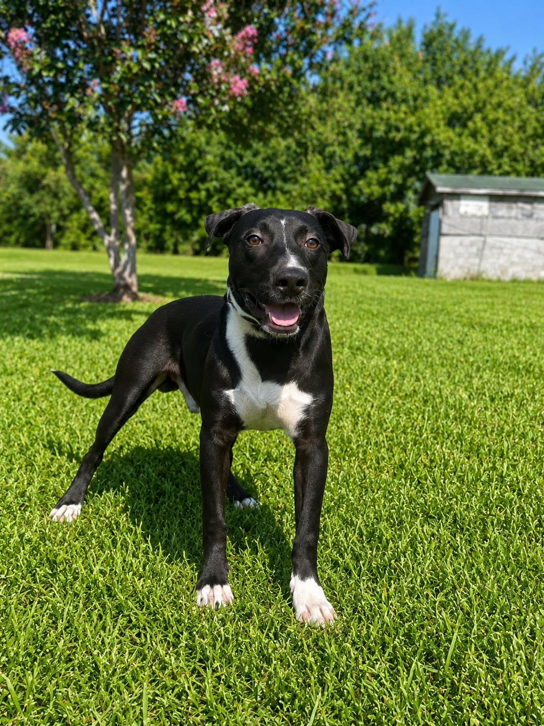 River, ADOPTABLE, Adult Male Mixed Breed.
