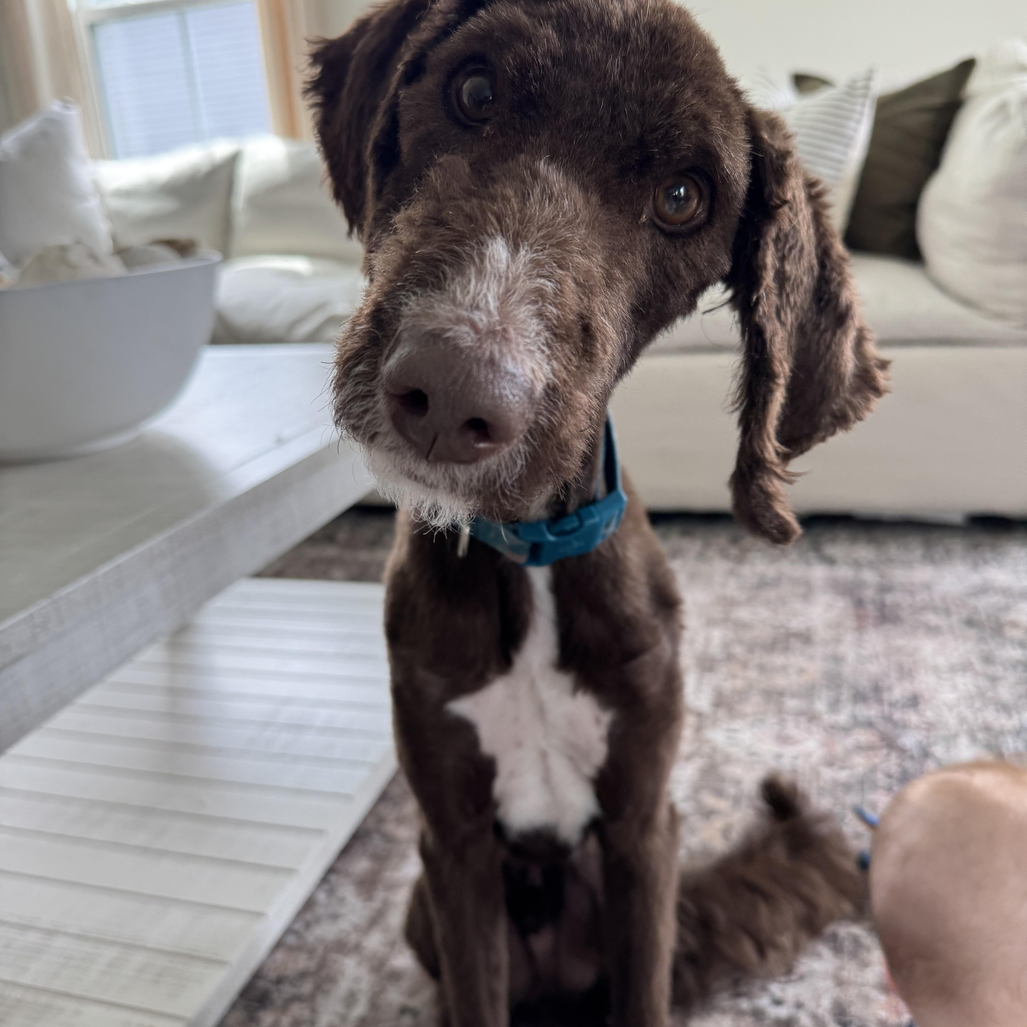 Moco, Adult Male Australian Shepherd