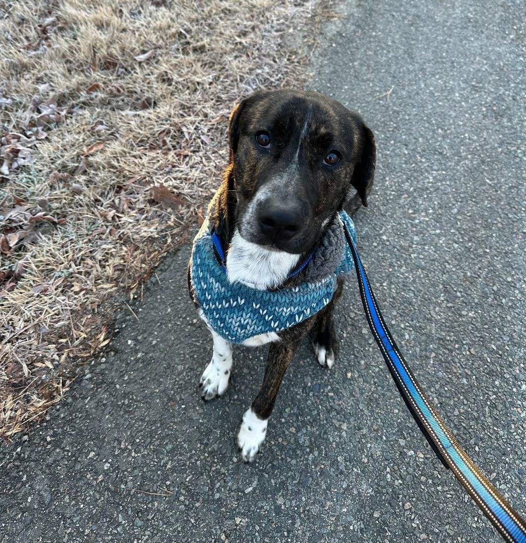 Enlarge Rowan , a Adopted mixed breed in Richmond, VA image 1/4