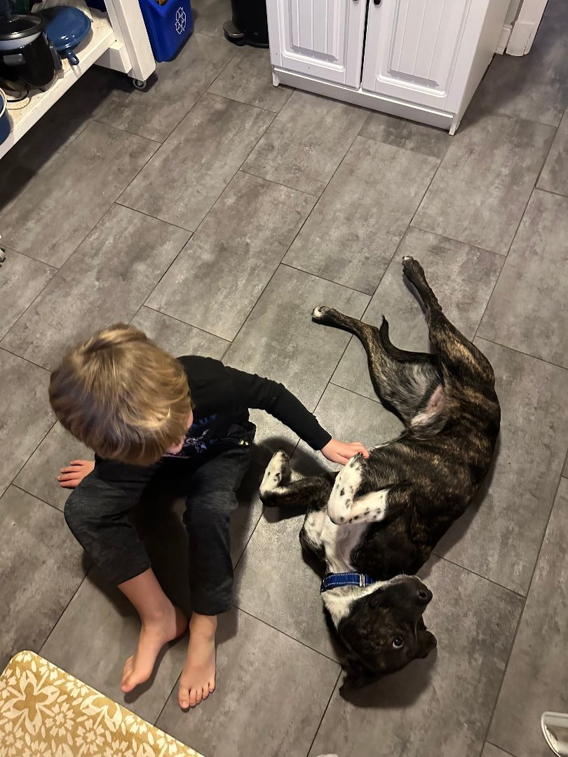 Enlarge Rowan , a Adopted mixed breed in Richmond, VA image 2/4