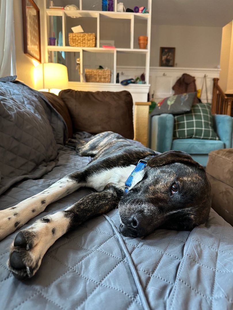 Enlarge Rowan , a Adopted mixed breed in Richmond, VA image 3/4