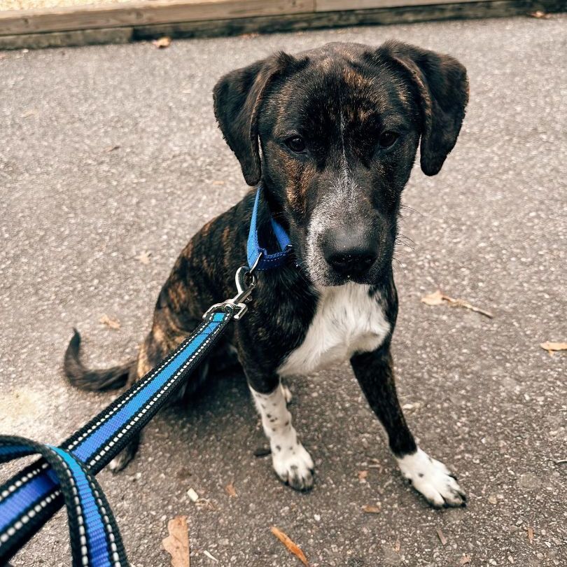 Enlarge Rowan , a Adopted mixed breed in Richmond, VA image 4/4