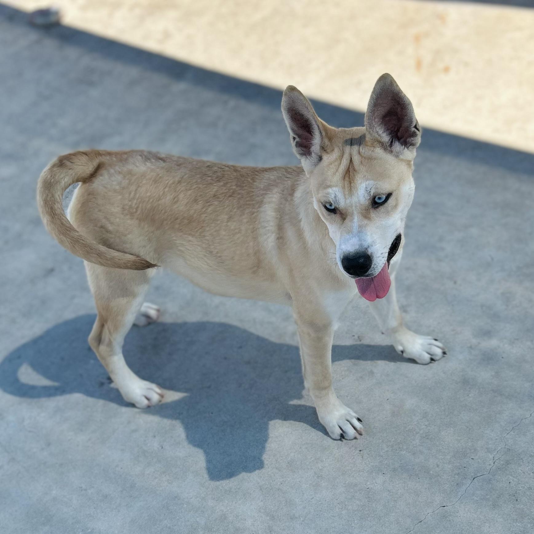 Enlarge Callie, a ADOPTABLE mixed breed in Seguin, TX image 3/4