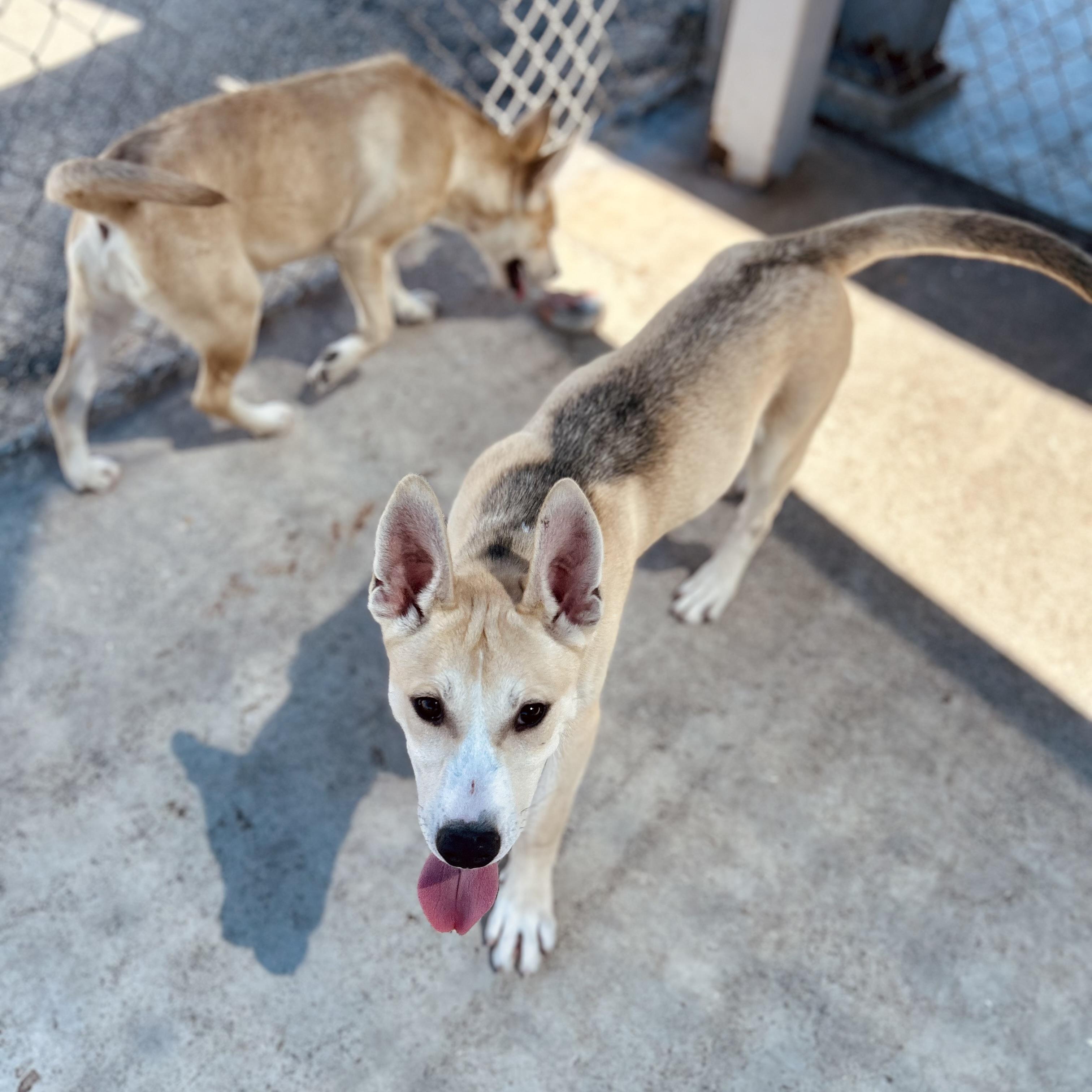 Enlarge Callie, a ADOPTABLE mixed breed in Seguin, TX image 4/4