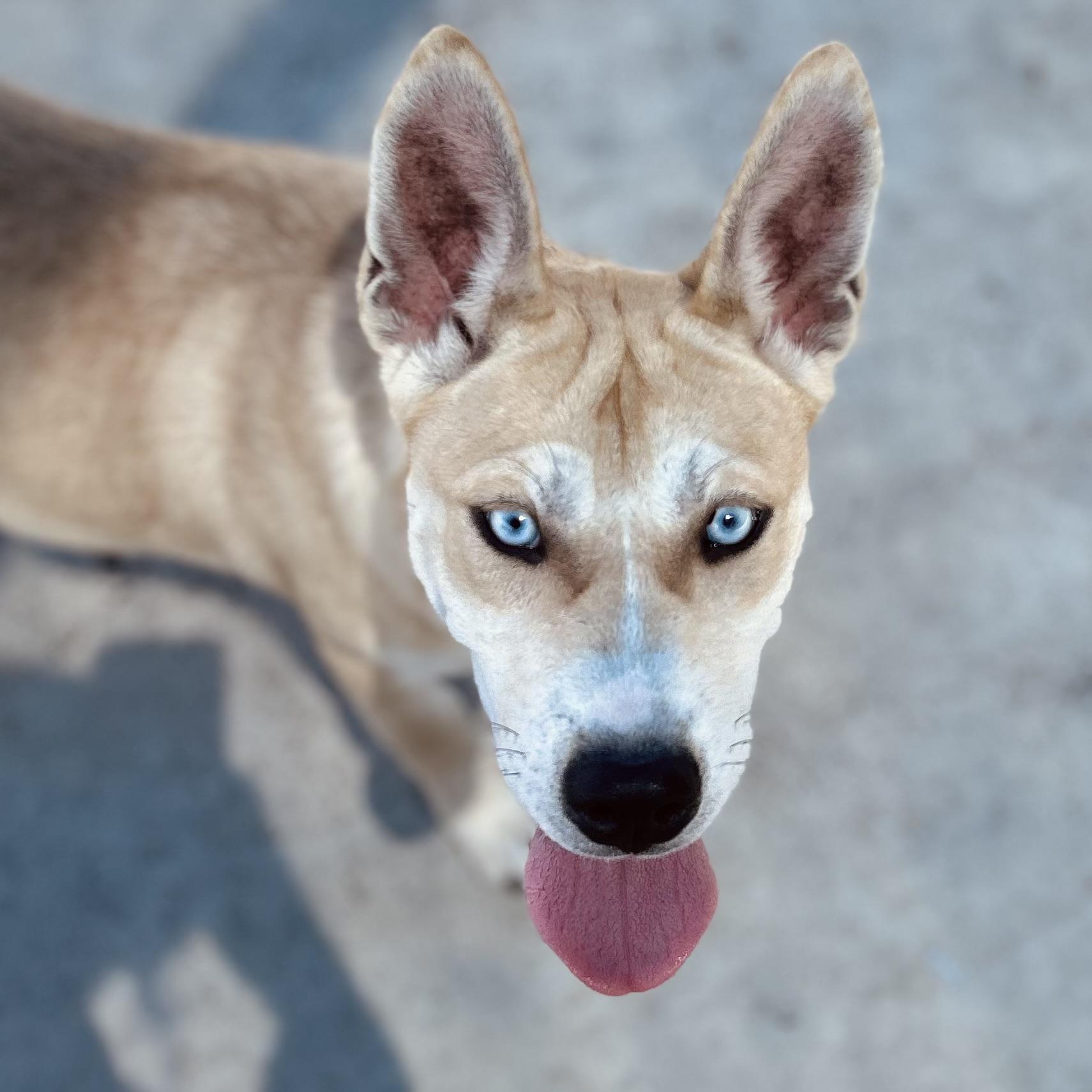 Enlarge Callie, a ADOPTABLE mixed breed in Seguin, TX image 1/4