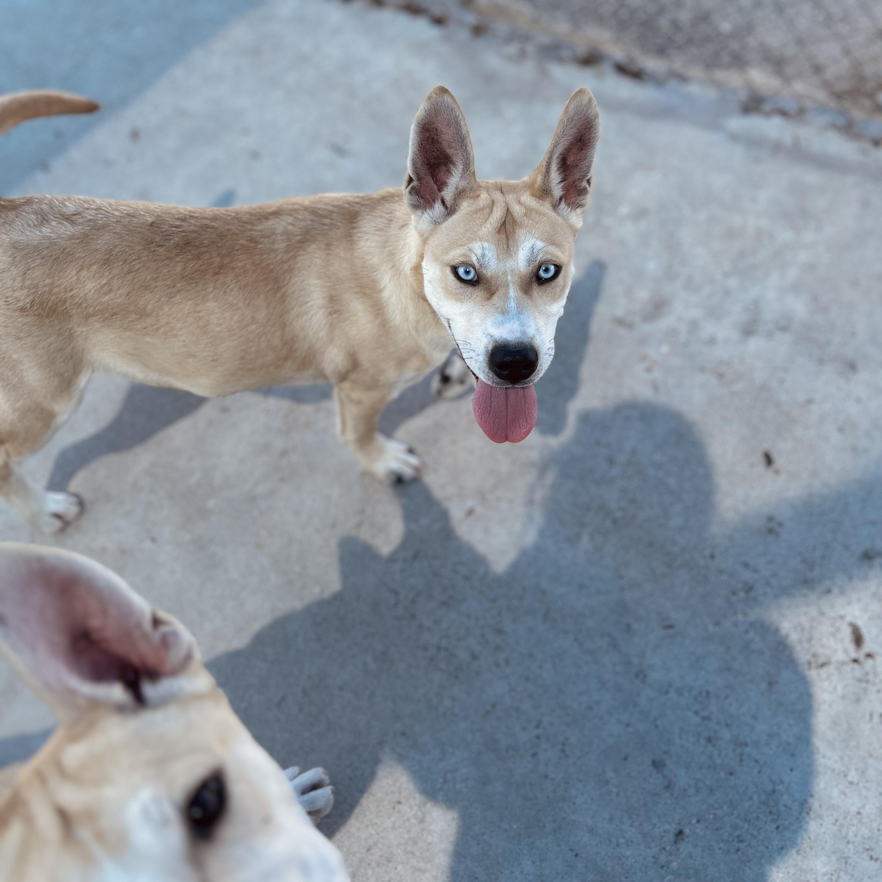 Enlarge Callie, a ADOPTABLE mixed breed in Seguin, TX image 2/4