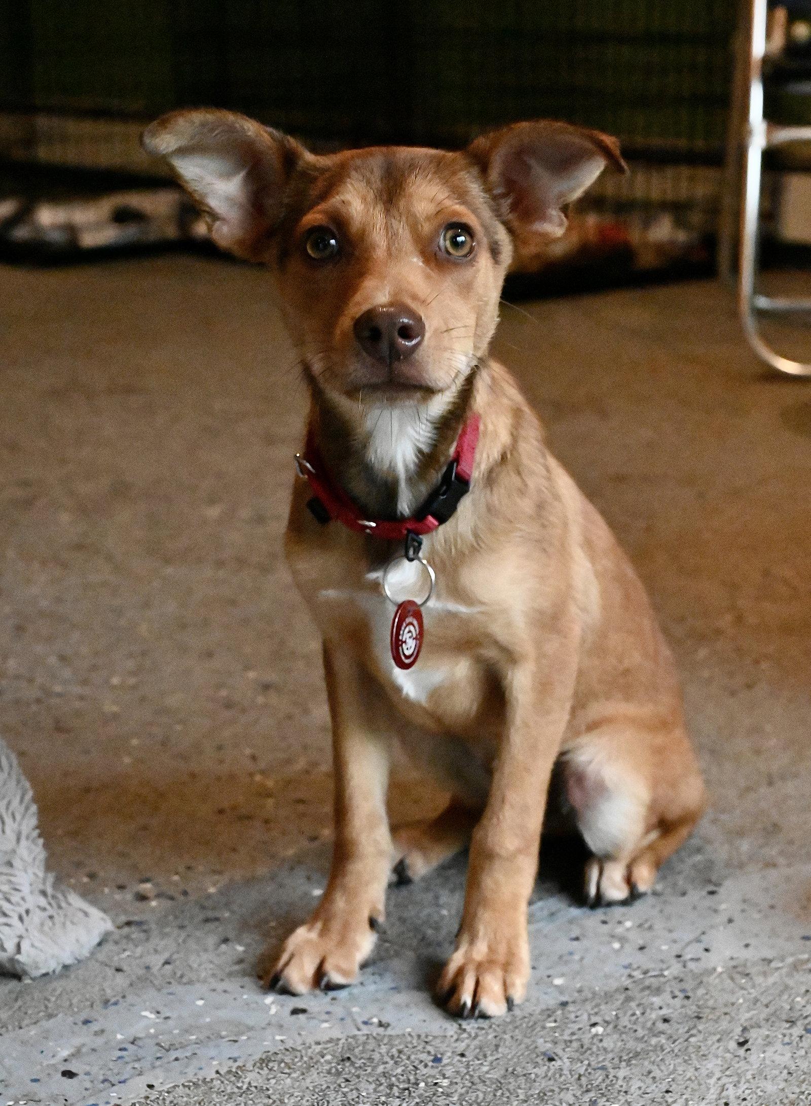 Pinnochio Puppet *LOCAL*, Adoptable, Puppy Male Miniature Pinscher.