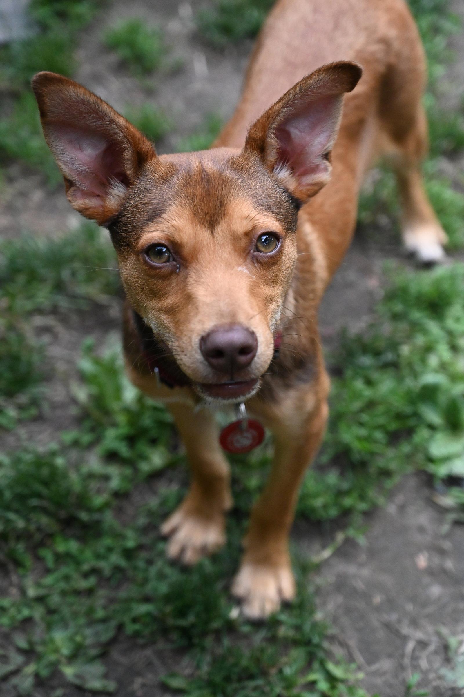 Enlarge Pinocchio Puppet *LOCAL*, a Adoptable Miniature Pinscher in Wakefield, RI image 1/3