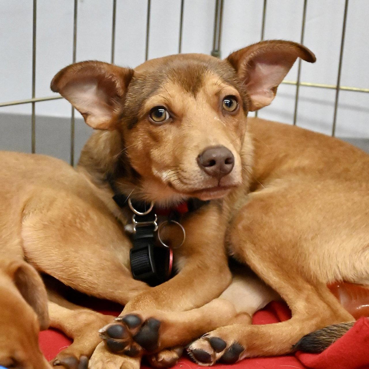 Enlarge Pinnochio Puppet *LOCAL*, a Adoptable Miniature Pinscher in Wakefield, RI image 2/3