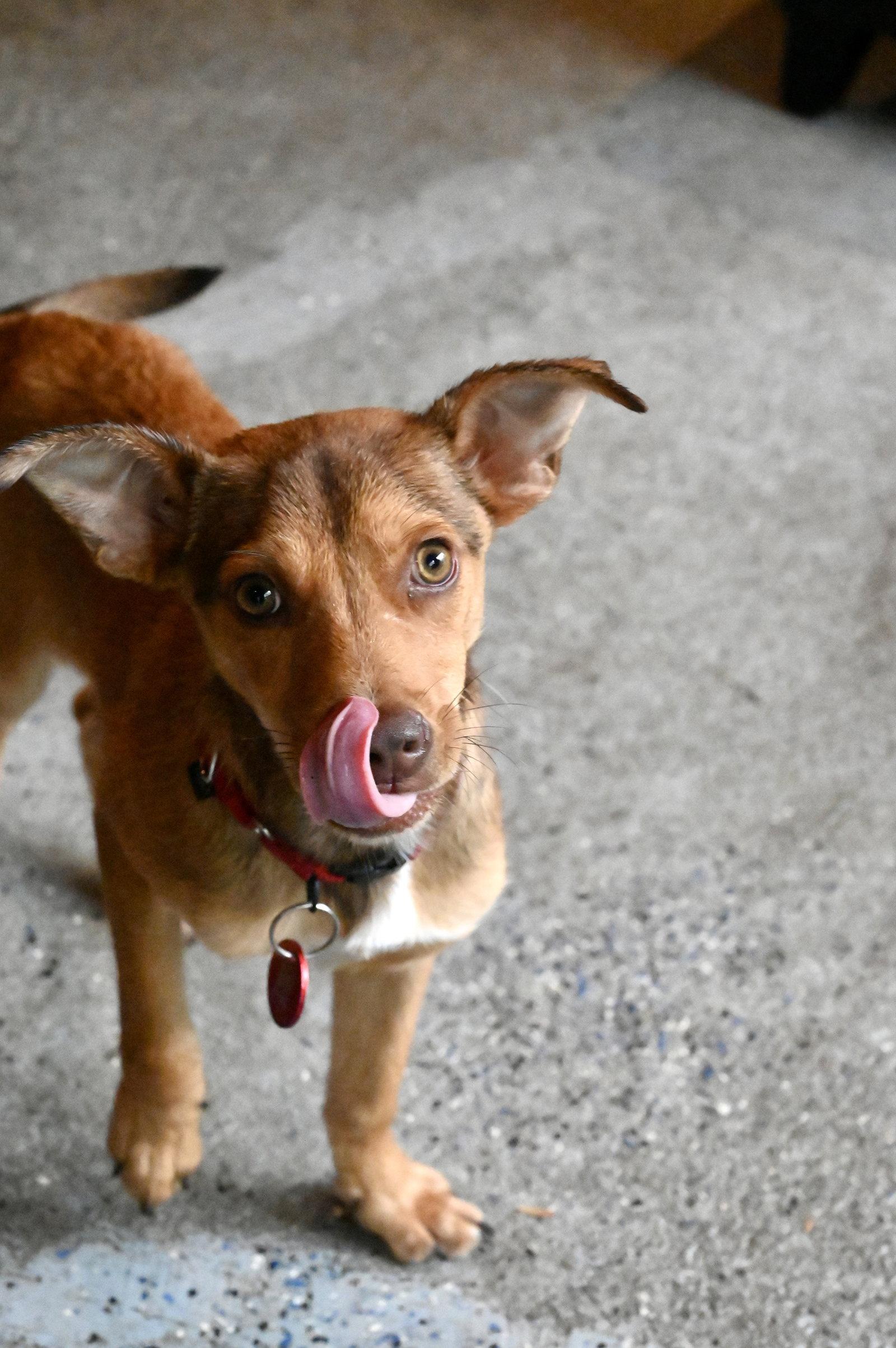 Enlarge Pinnochio Puppet *LOCAL*, a Adoptable Miniature Pinscher in Wakefield, RI image 3/3