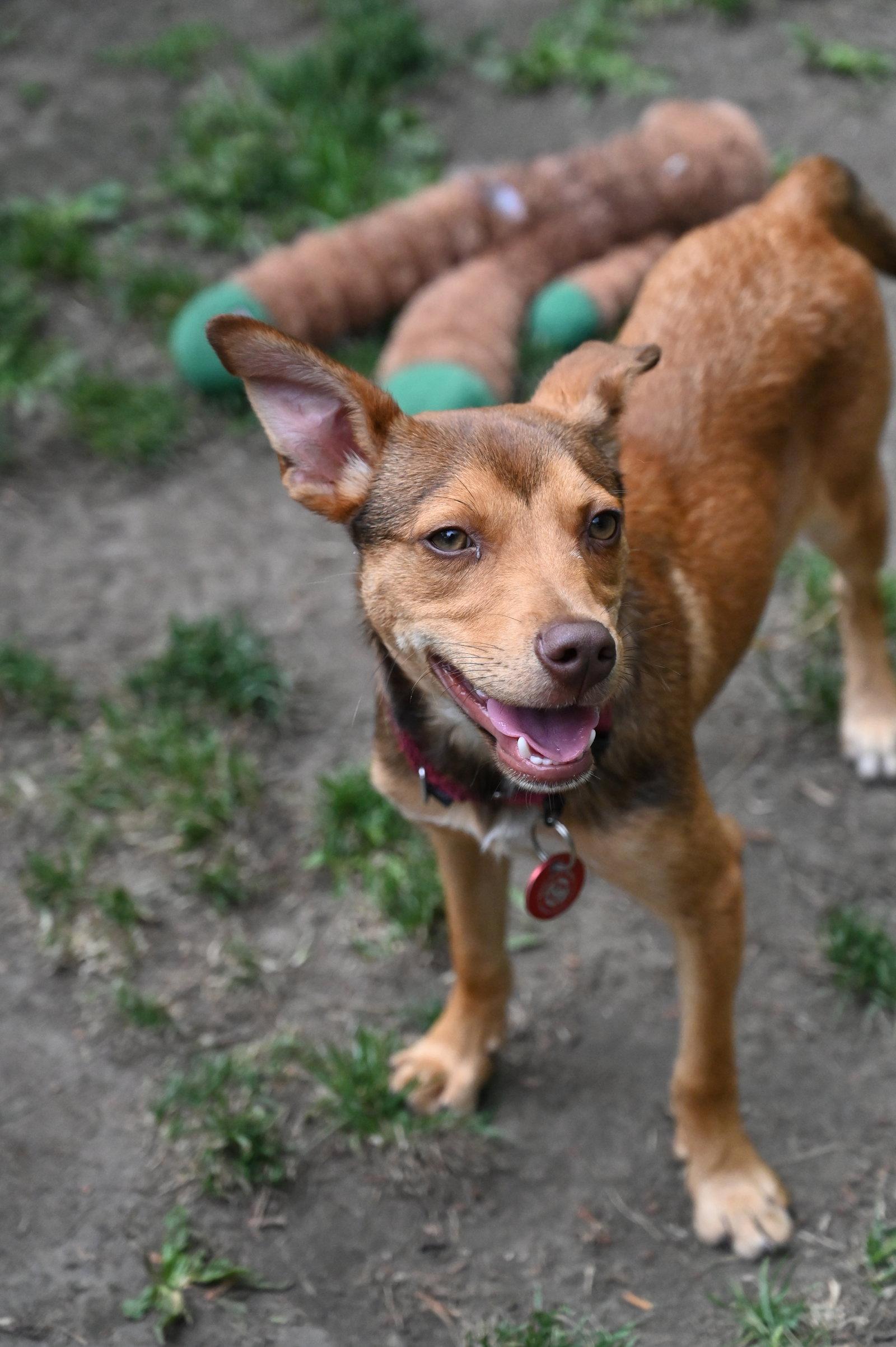 Enlarge Pinocchio Puppet *LOCAL*, a Adoptable Miniature Pinscher in Wakefield, RI image 3/3