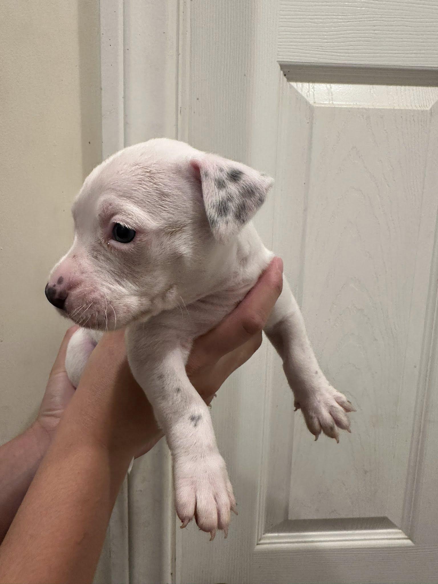 Squid, an adoptable mixed breed in Agua Dulce, CA image 2/3