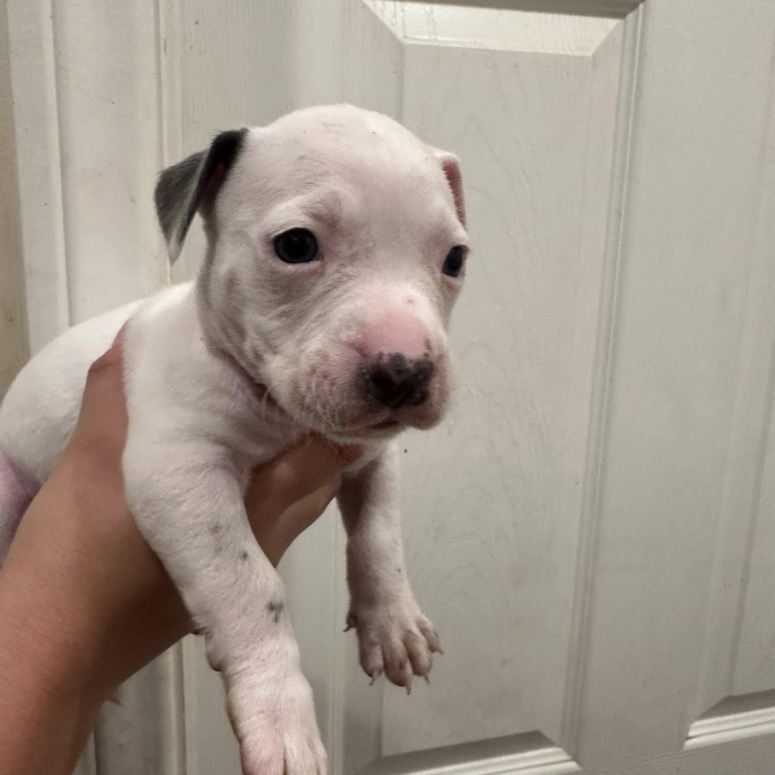 Squid, adoptable, Puppy Male Pit Bull Terrier & Dachshund.