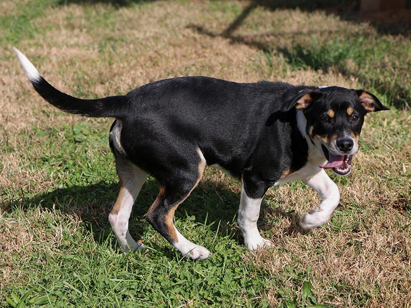 Enlarge Cody, a Adoptable Mixed Breed in Charles Town, WV image 2/5