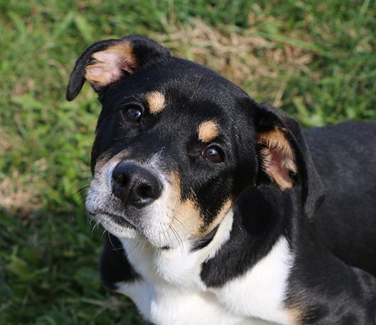 Enlarge Cody, a Adoptable Mixed Breed in Charles Town, WV image 1/5