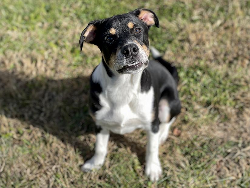 Enlarge Cody, a Adoptable Mixed Breed in Charles Town, WV image 3/5