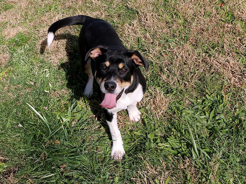 Enlarge Cody, a Adoptable Mixed Breed in Charles Town, WV image 4/5