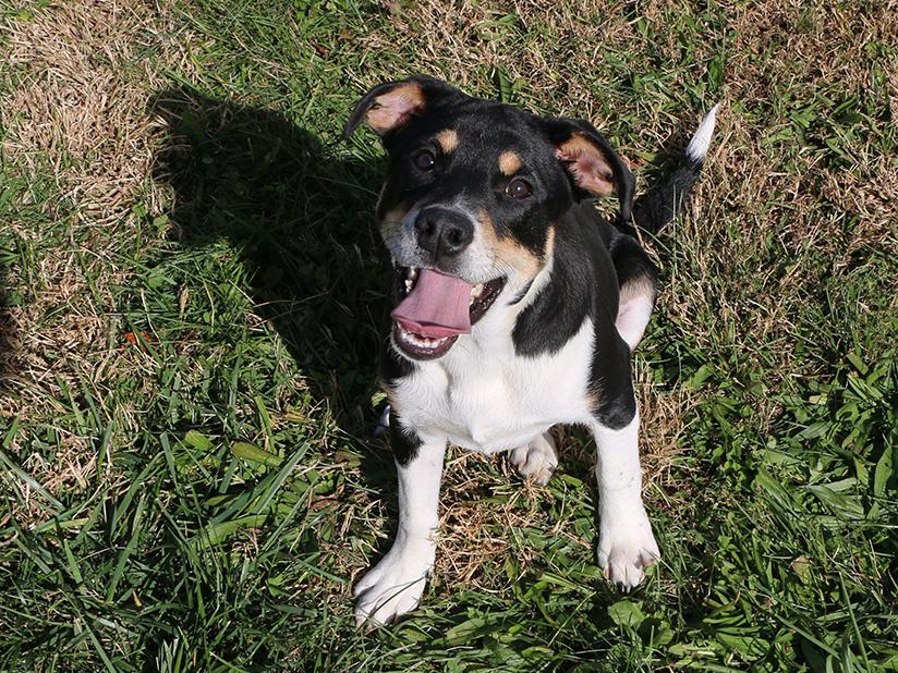 Enlarge Cody, a Adoptable Mixed Breed in Charles Town, WV image 5/5