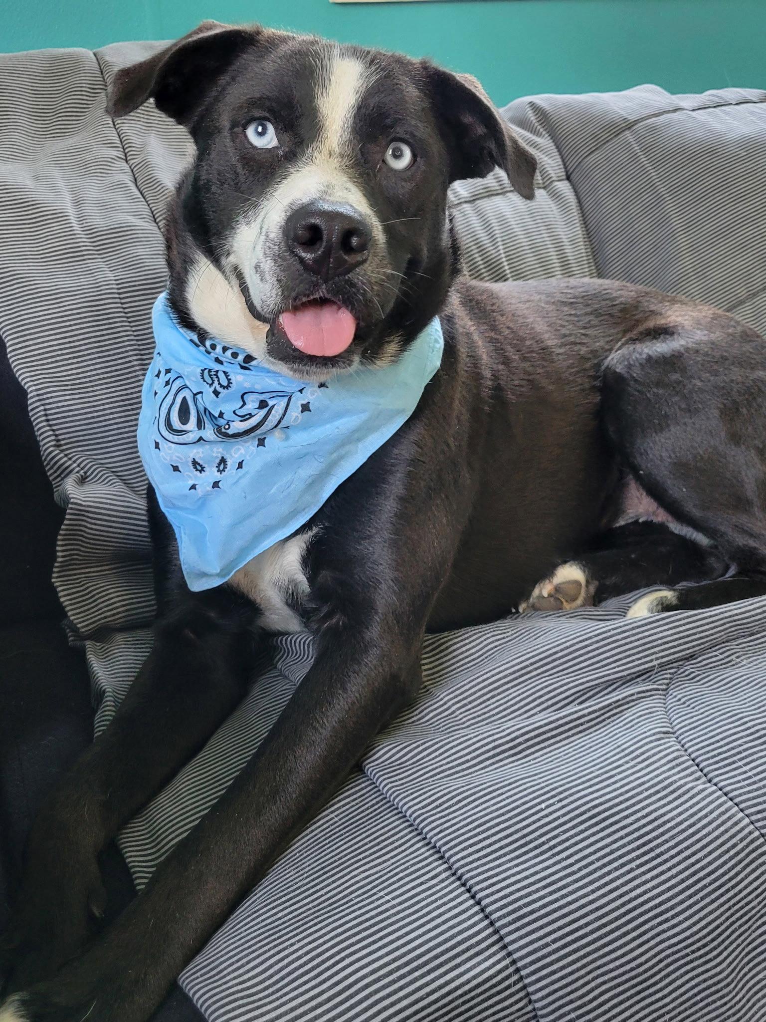 Enlarge Blue Eyes, a Adoptable mixed breed in Mount Laurel, NJ image 1/3