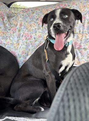 Enlarge Blue Eyes, a Adoptable mixed breed in Mount Laurel, NJ image 2/3