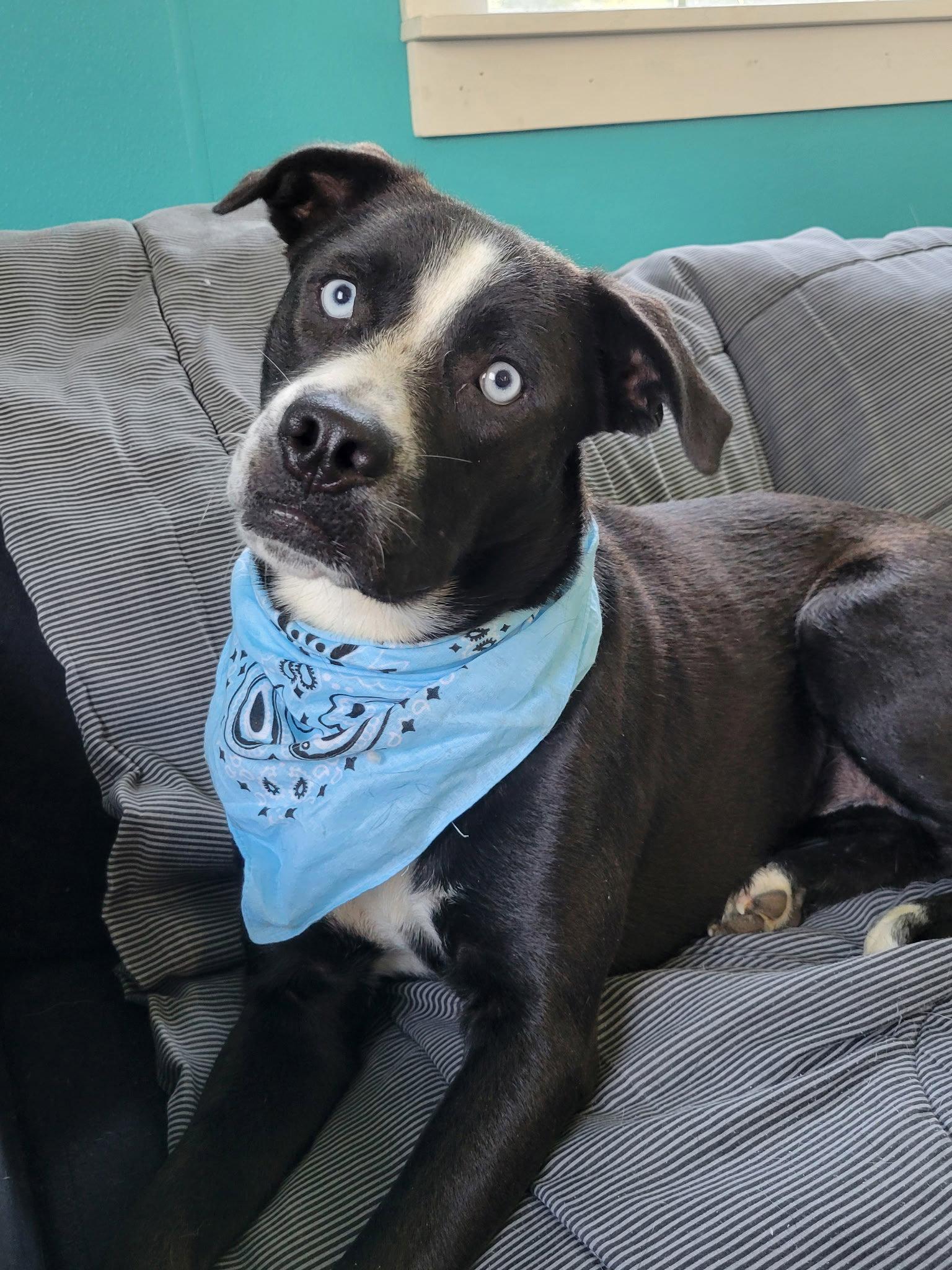 Enlarge Blue Eyes, a Adoptable mixed breed in Mount Laurel, NJ image 3/3