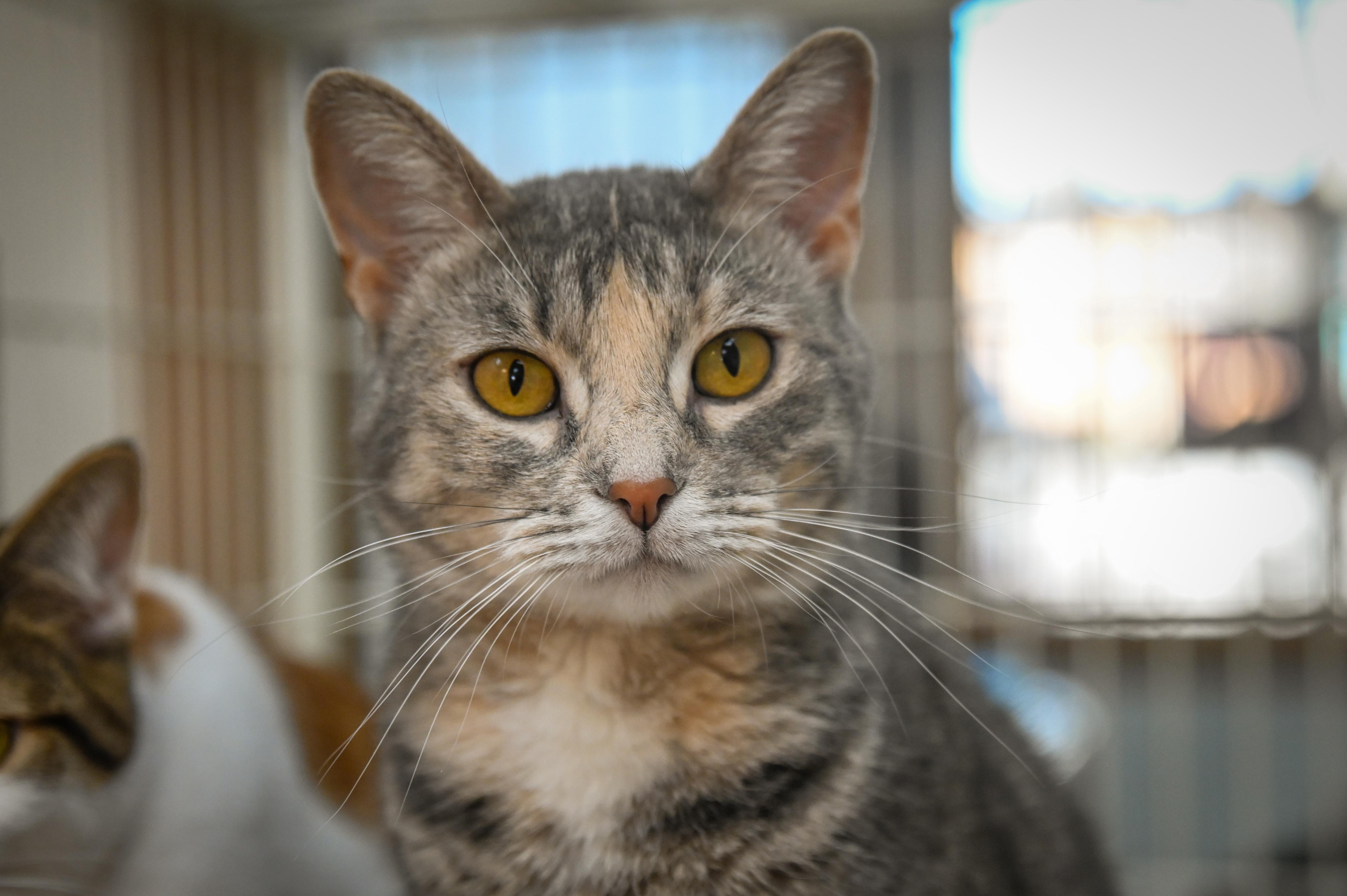 Enlarge Maize, a Adoptable Domestic Short Hair in Decatur, IL image 1/2