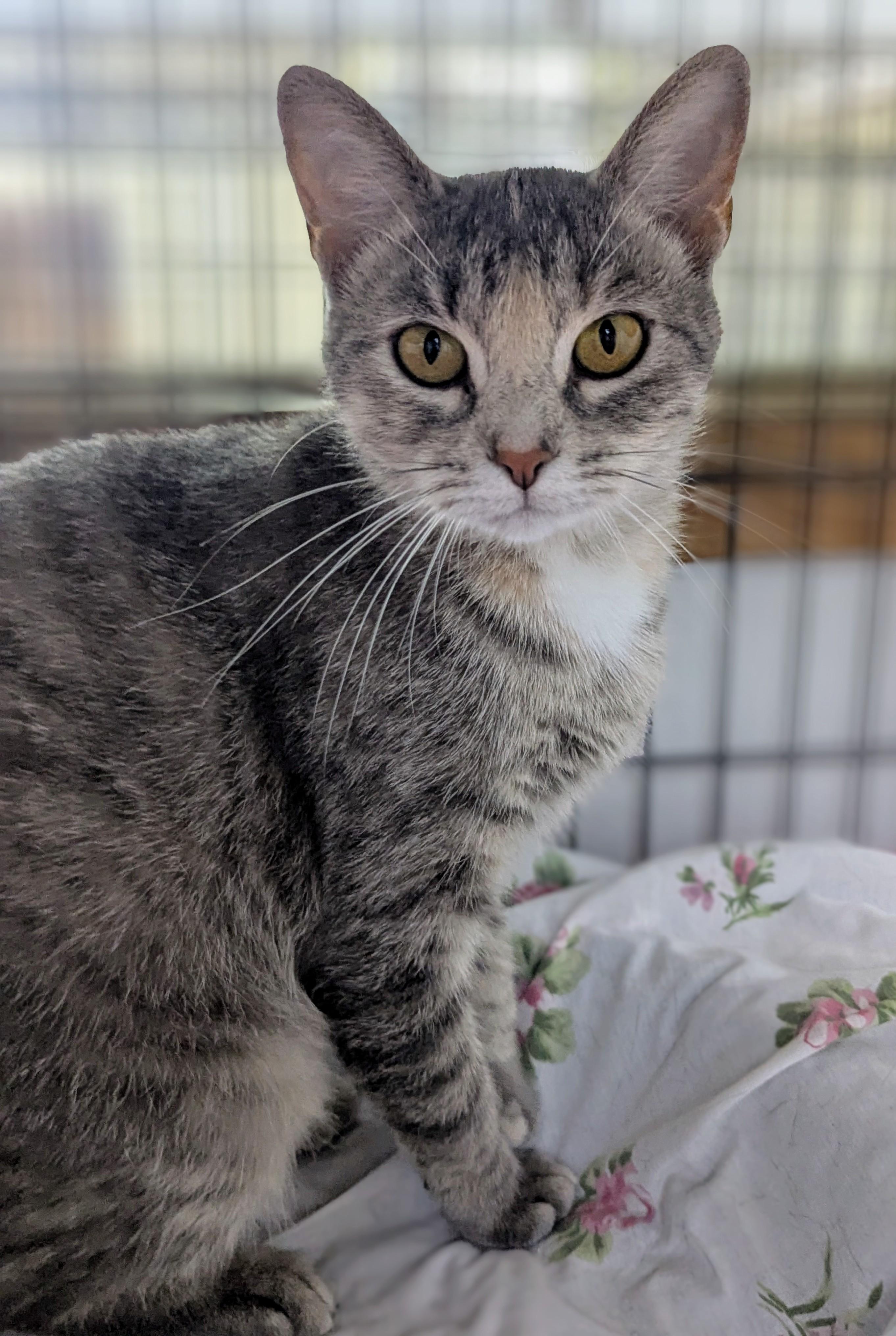 Maize, Adoptable, Young Female Domestic Short Hair.