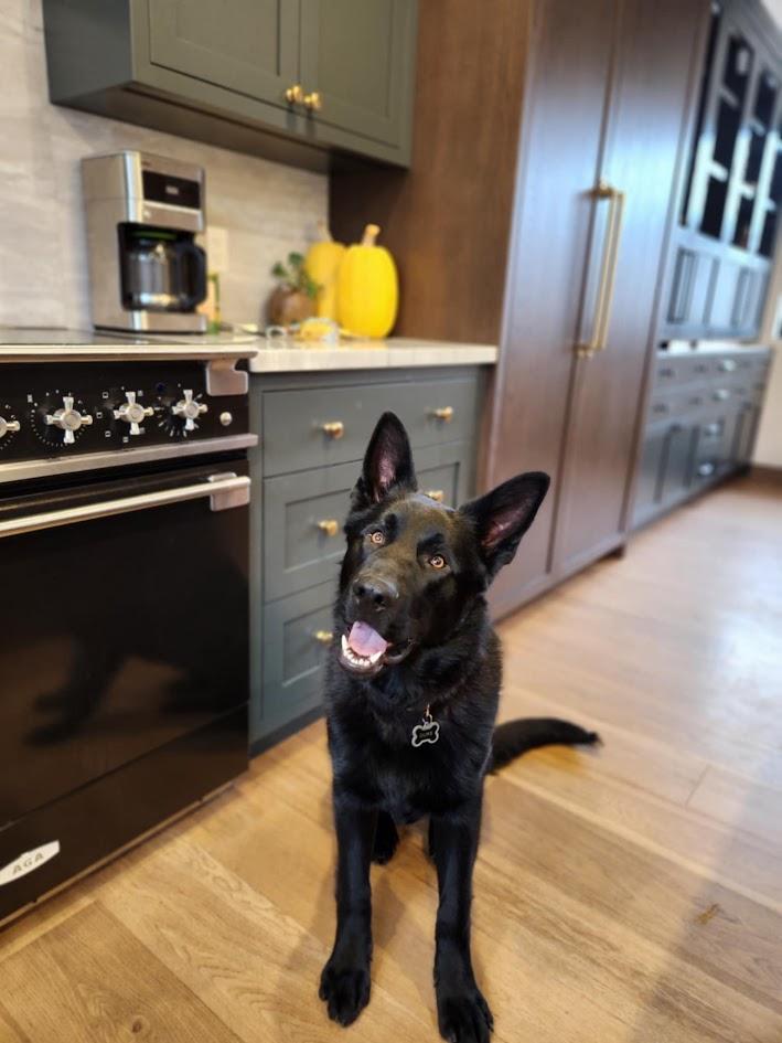 JAX, a Adopted Shepherd in Parry Sound, ON image 1/2