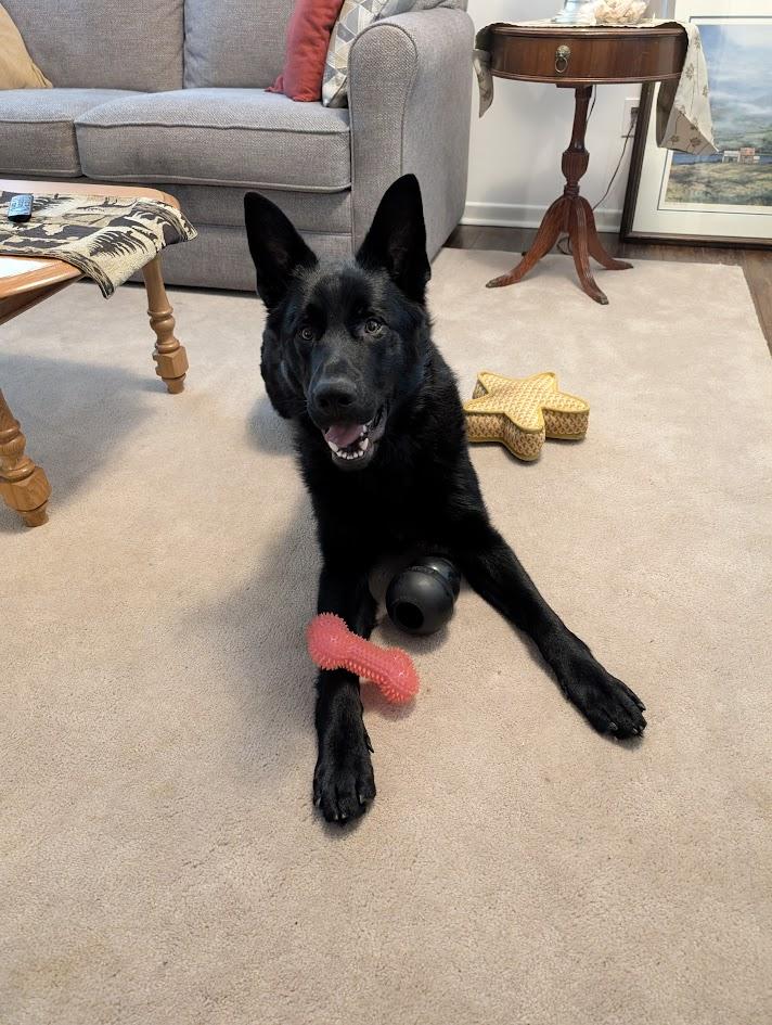 JAX, a Adopted Shepherd in Parry Sound, ON image 2/2