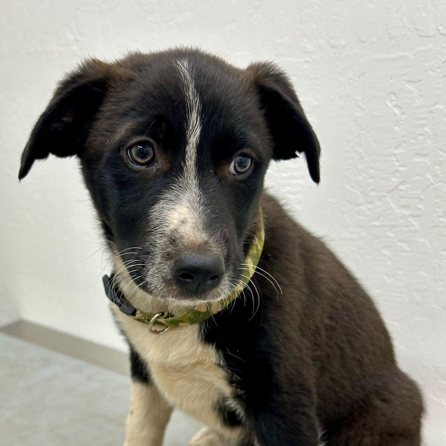 Meg, an adoptable Border Collie Mix in Sonora, CA_image-1